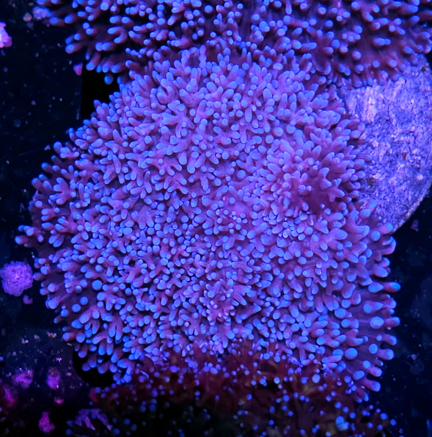 Blue Moon Carpet Mushroom