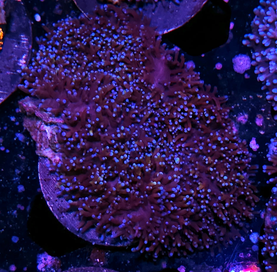 3.5" Hint of Gold Mushroom