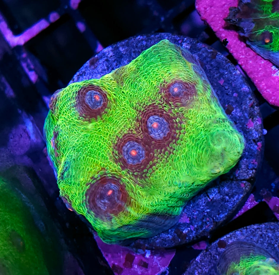 HF Major Laser Chalice