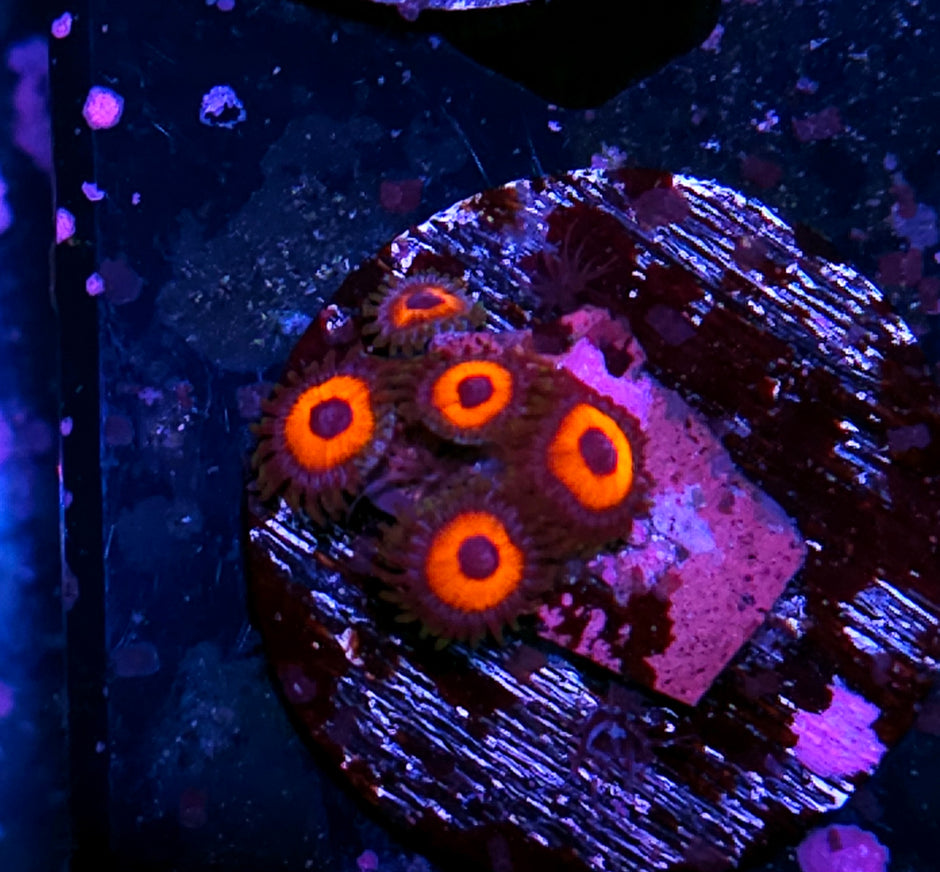 RROD Zoas