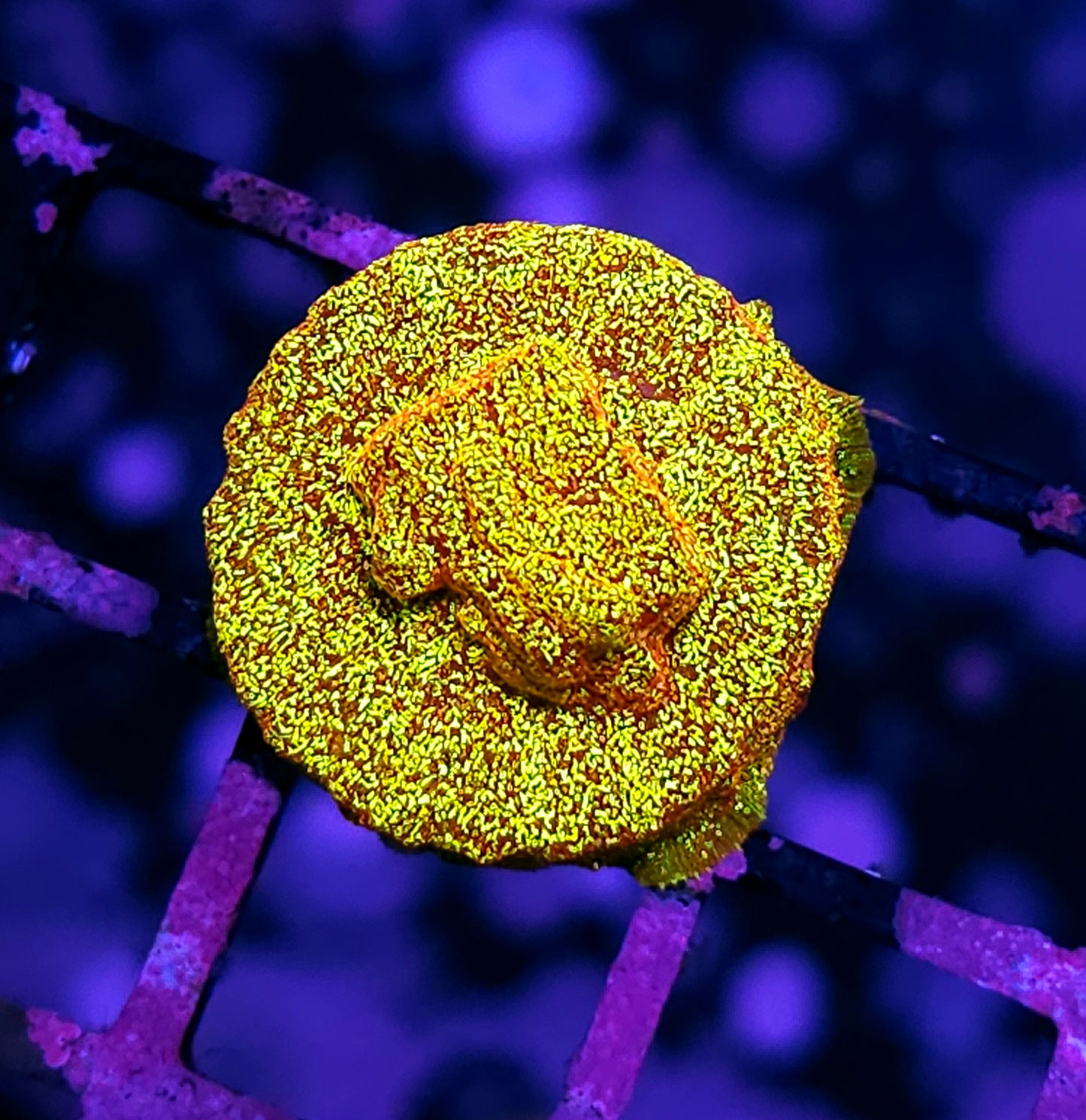 HF Napalm Leptosersis