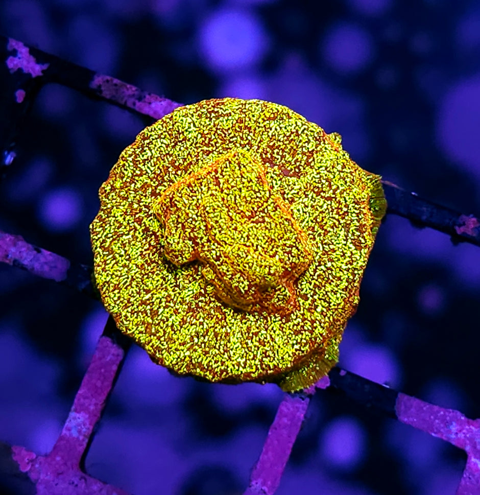 HF Napalm Leptosersis