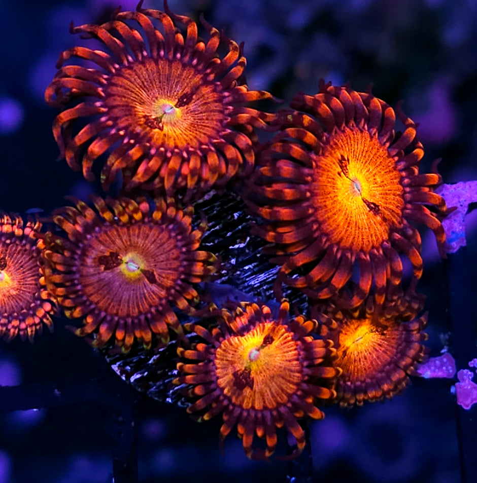 Centiskorch Zoas