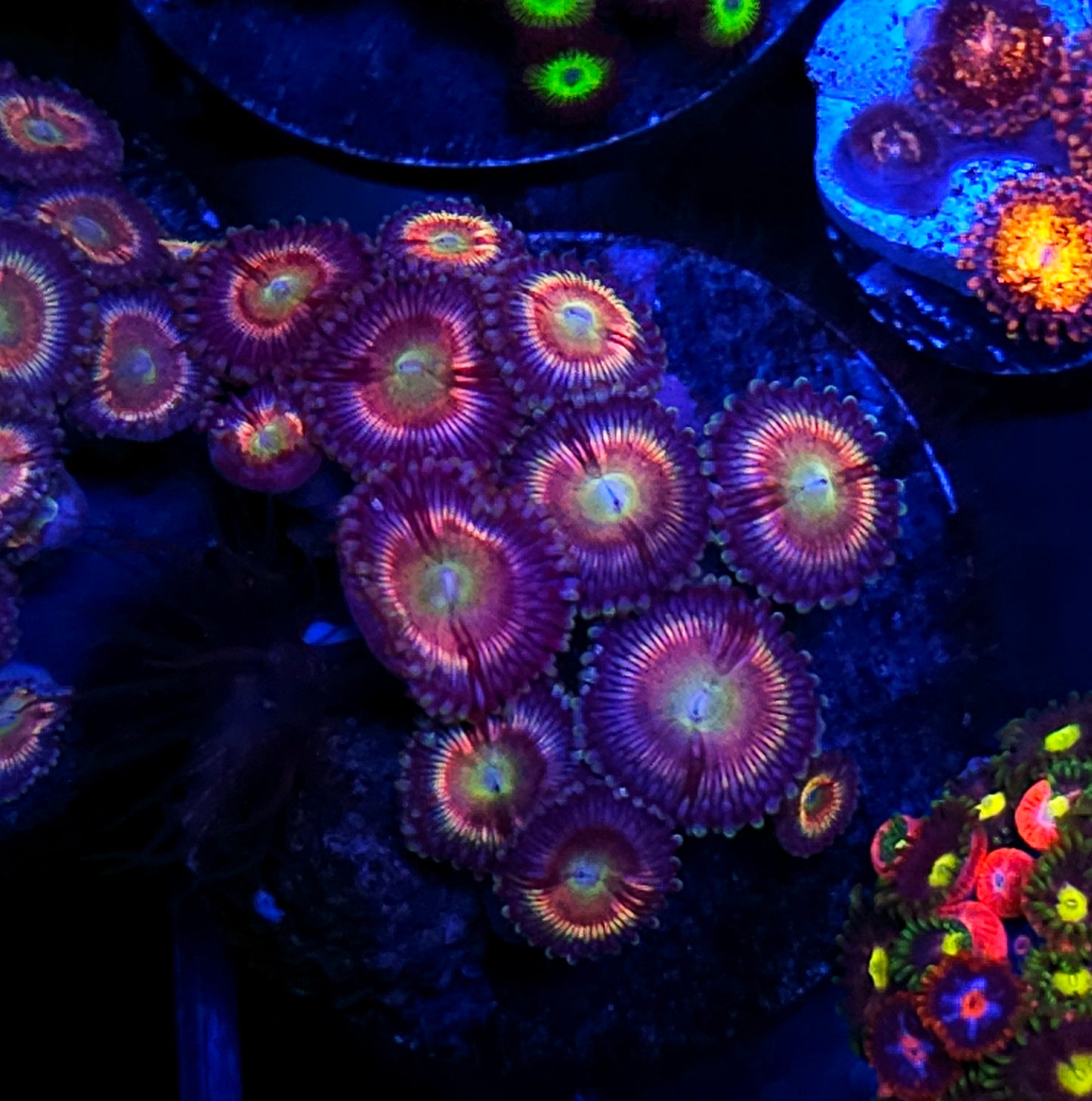 Angel Armor Zoas