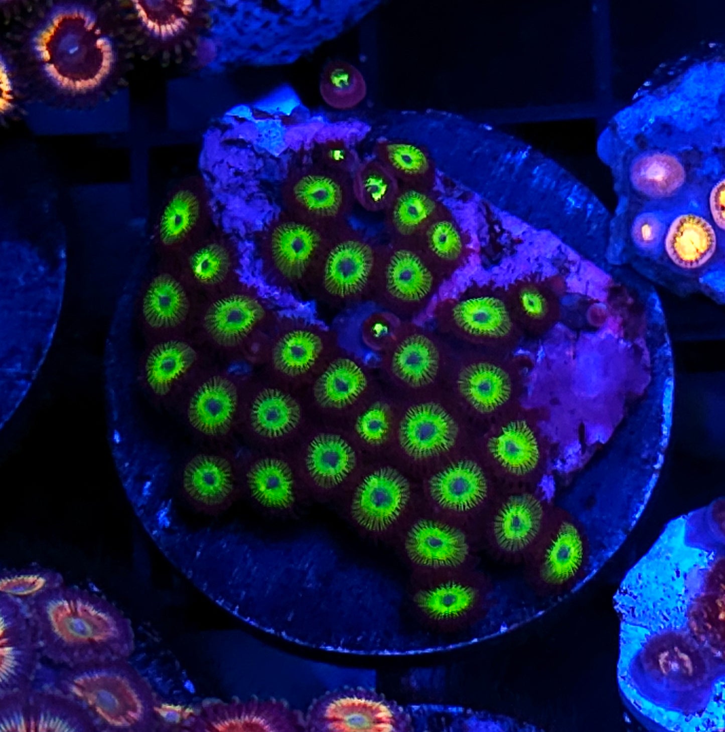 Ganja Star Zoas