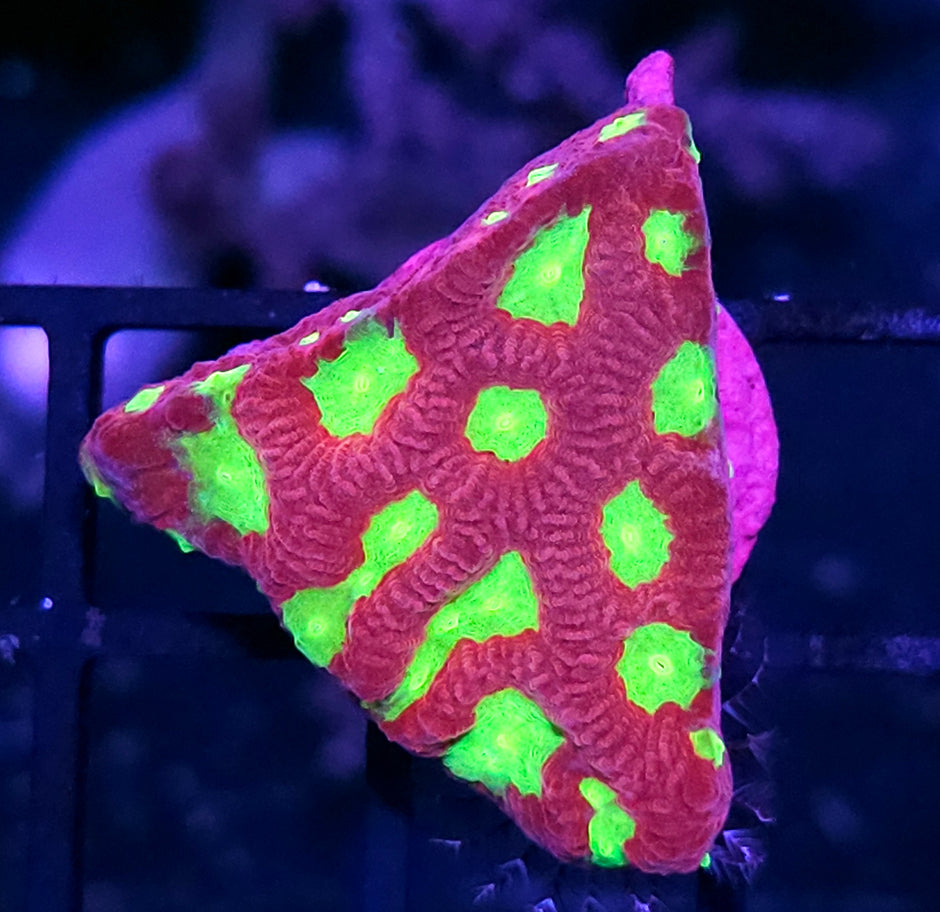 Cherry Limeade Favites