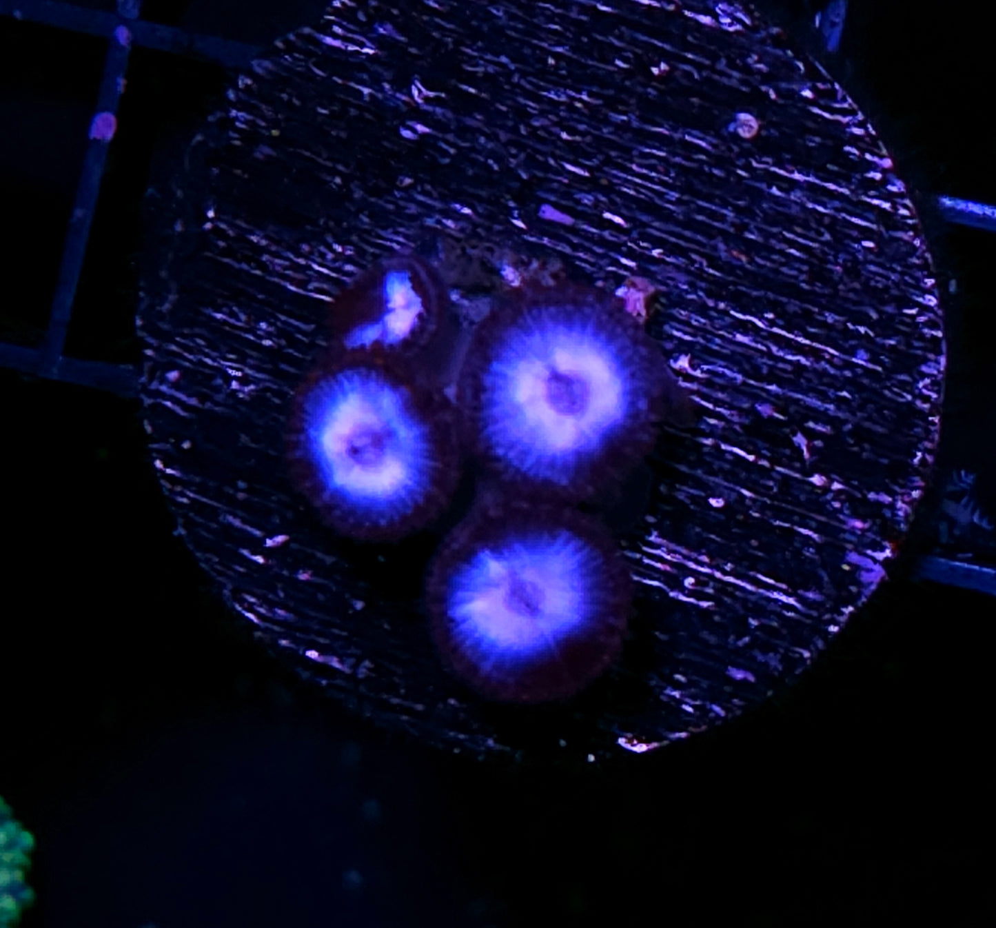 Iceman Zoas