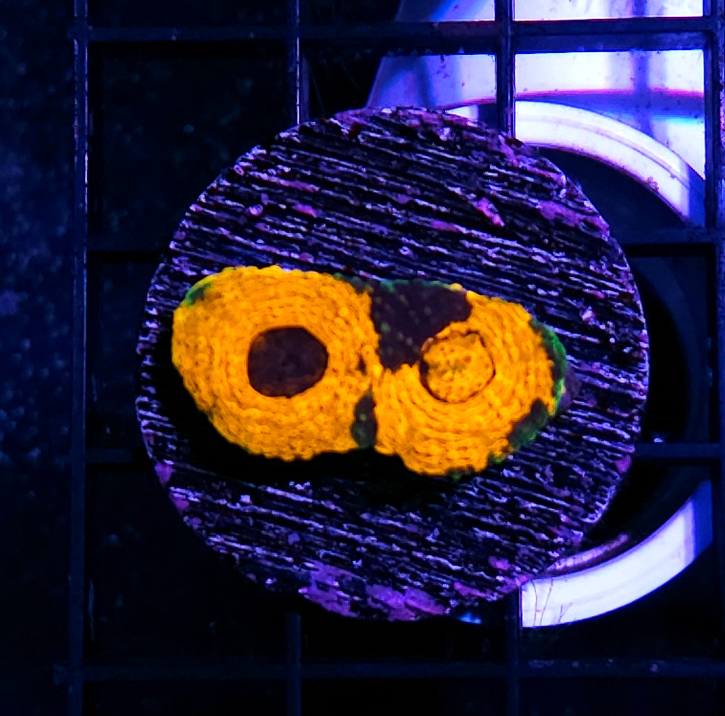 Sun God Acan Echinata