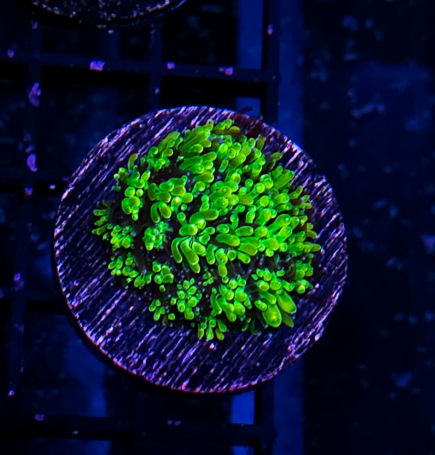 HF Slimeball Galaxia