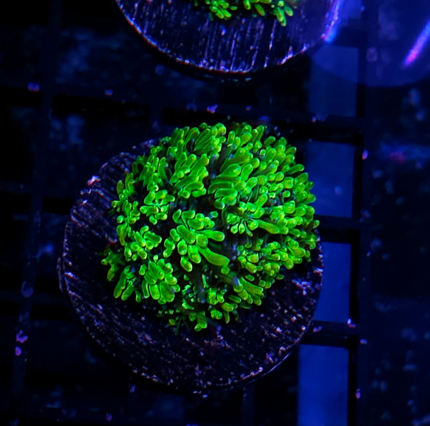 HF Slimeball Galaxia