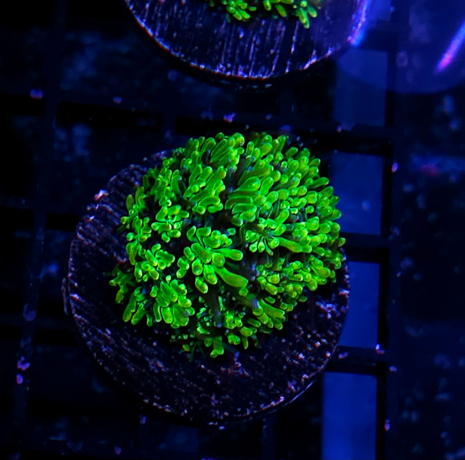 HF Slimeball Galaxia