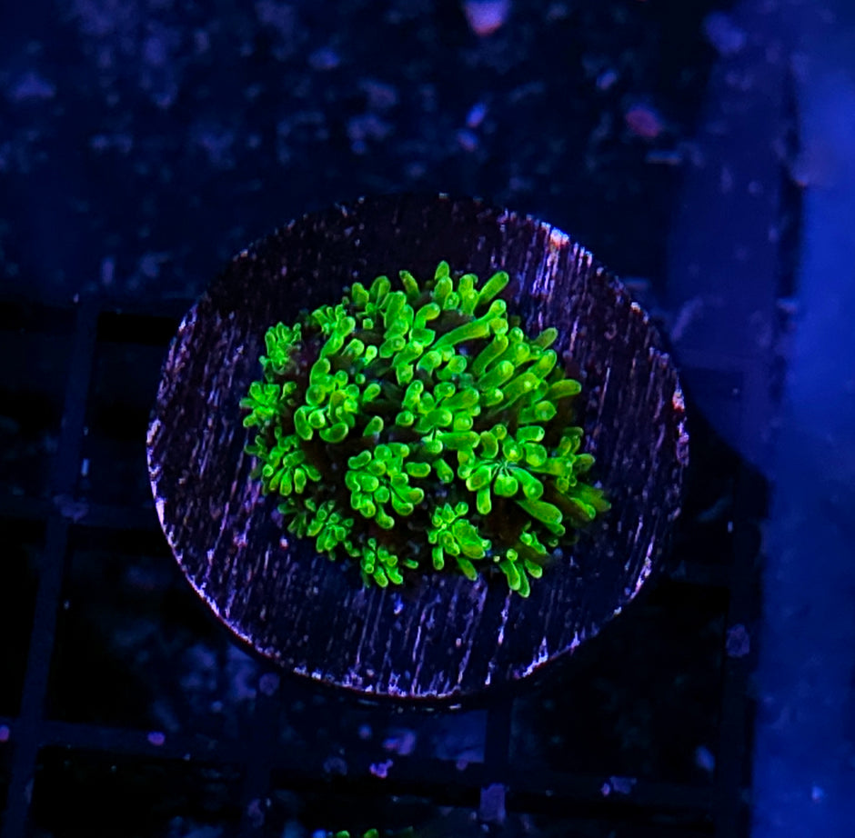 HF Slimeball Galaxia