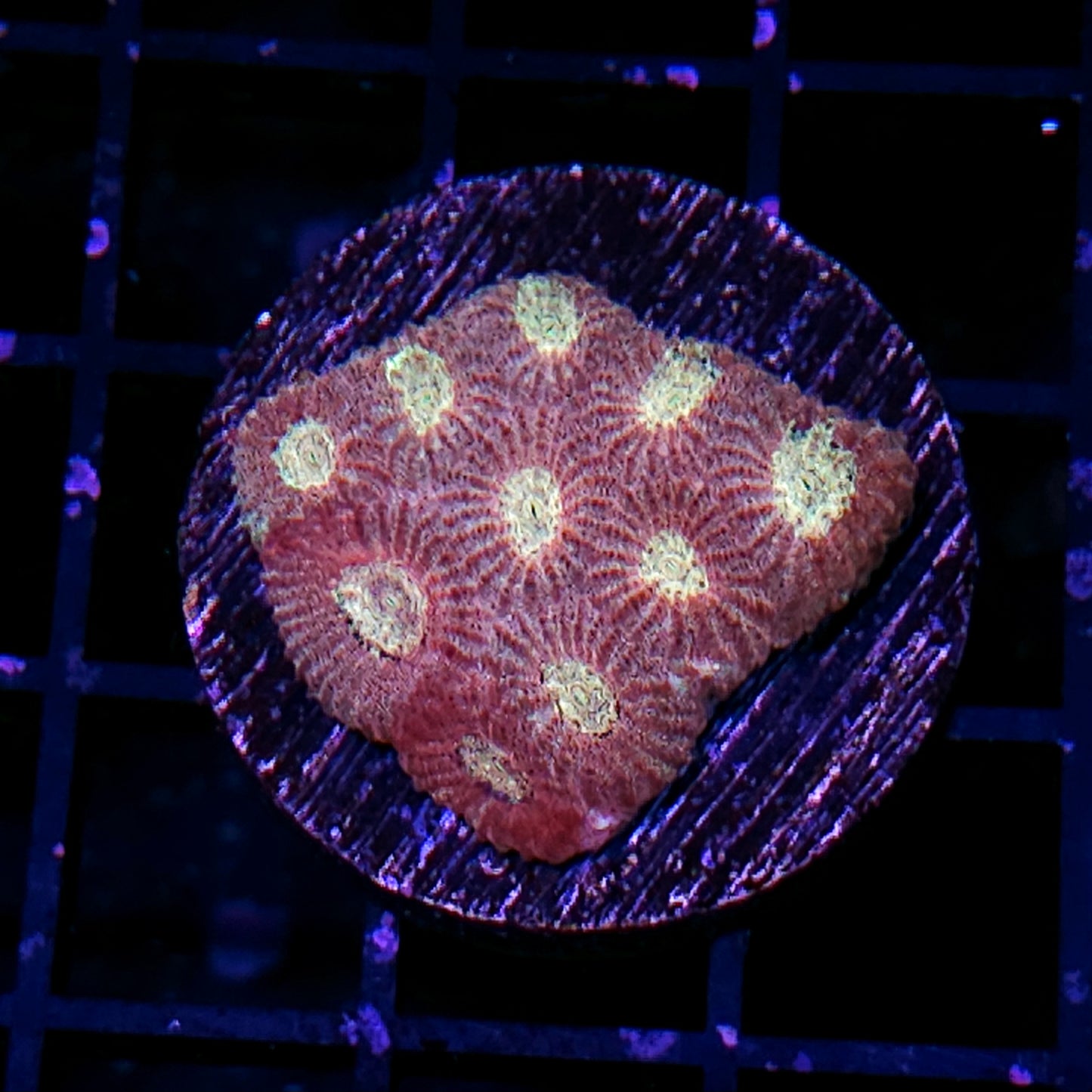 Vampire Slayer Favia