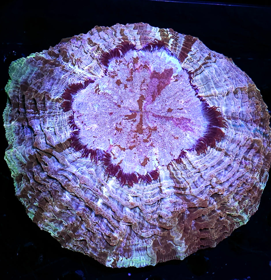 XL Pink Rainbow Acanthophyllia