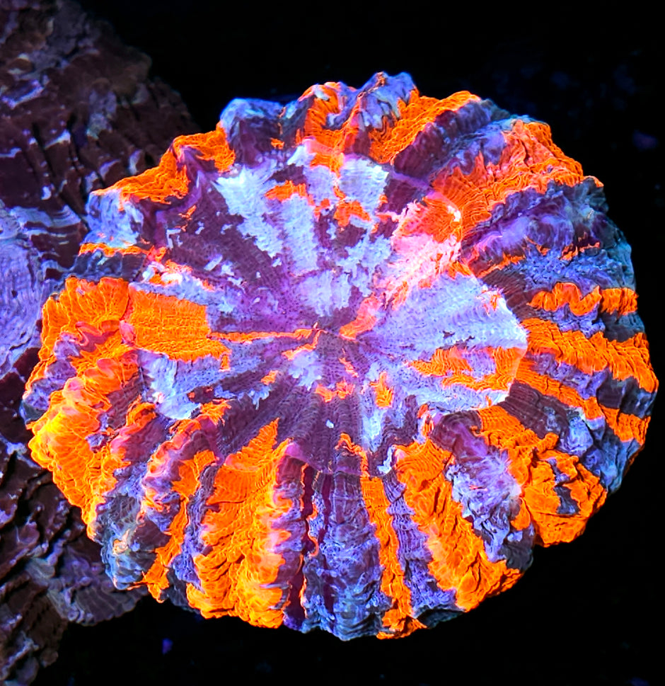 Holy Shit Acanthophyllia 😳