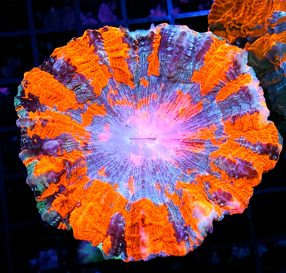 😳📢Holy Moly Acanthophyllia📢😳