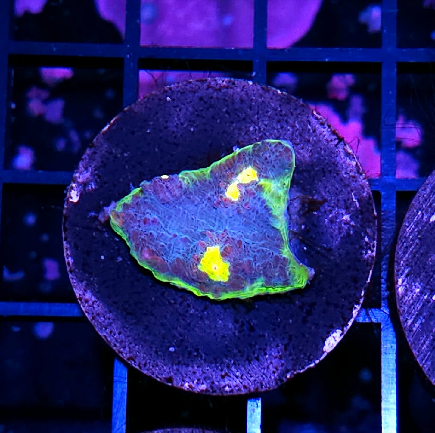 HF Sanctuary Chalice