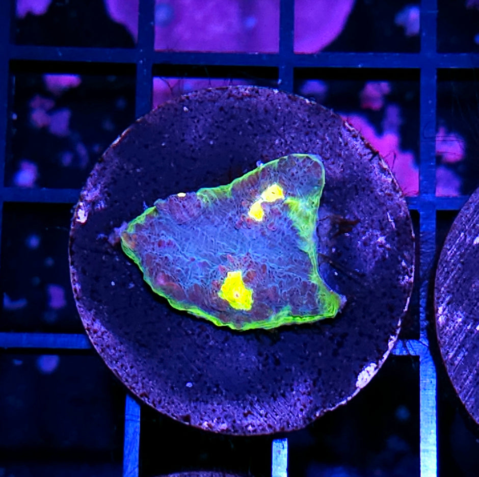 HF Sanctuary Chalice