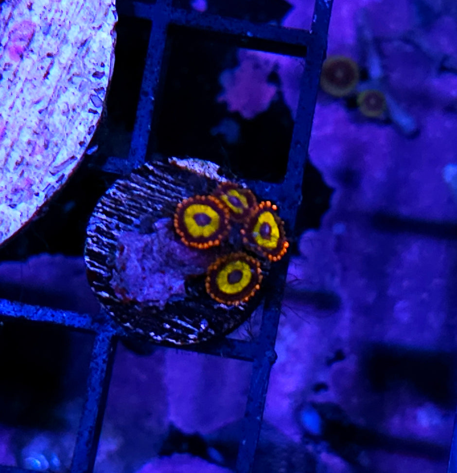 Fruit Loop Zoas