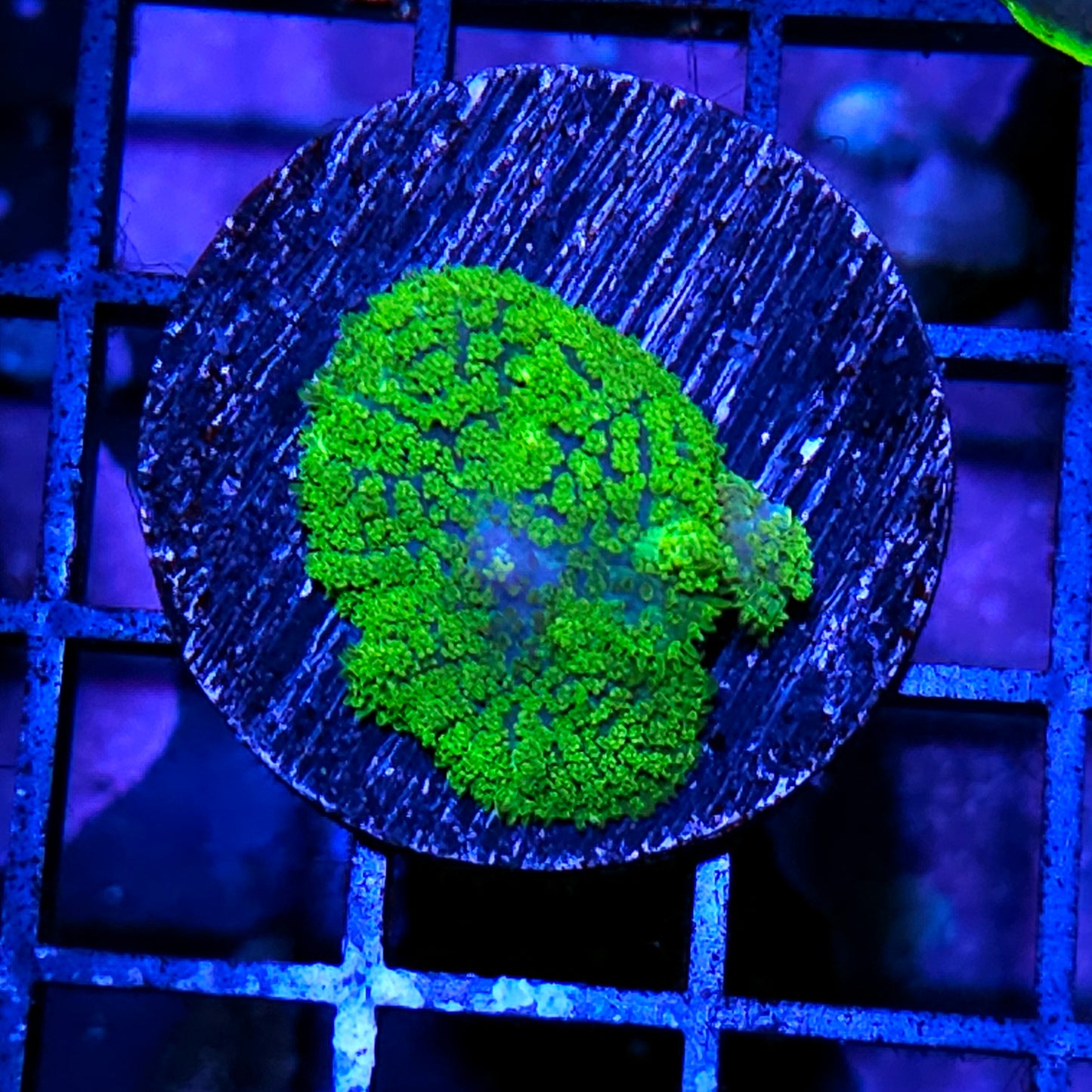 Kryptonite Gumdrop Mushroom