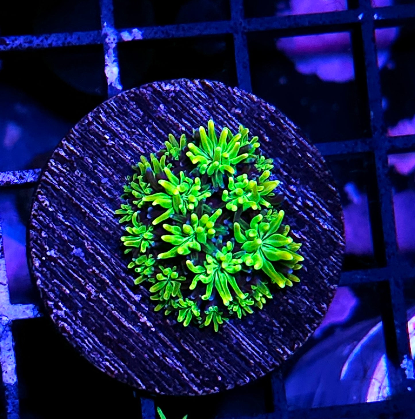 HF Slimeball Galaxia