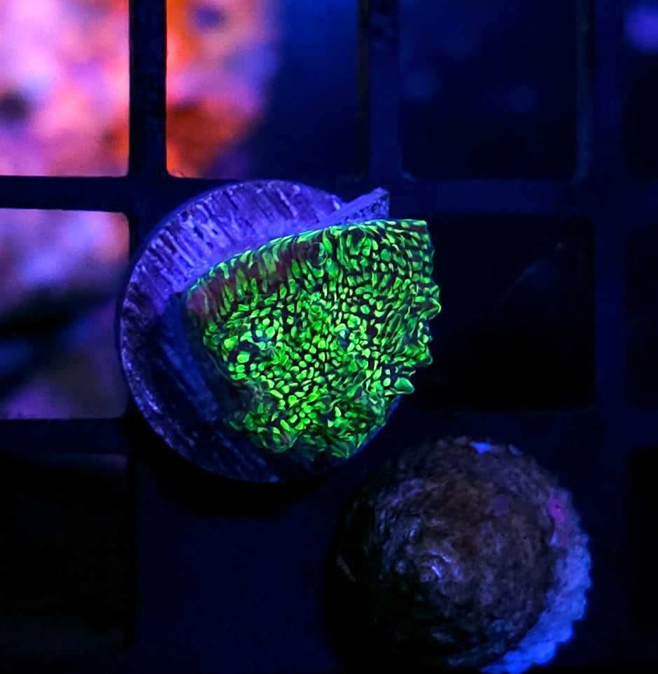 HF Reptilian Chalice 😮