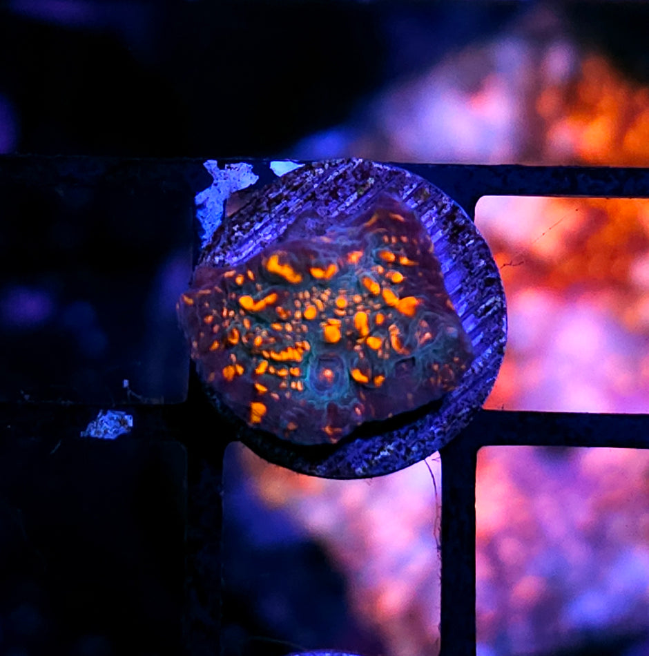 CC Cloud Berries Chalice