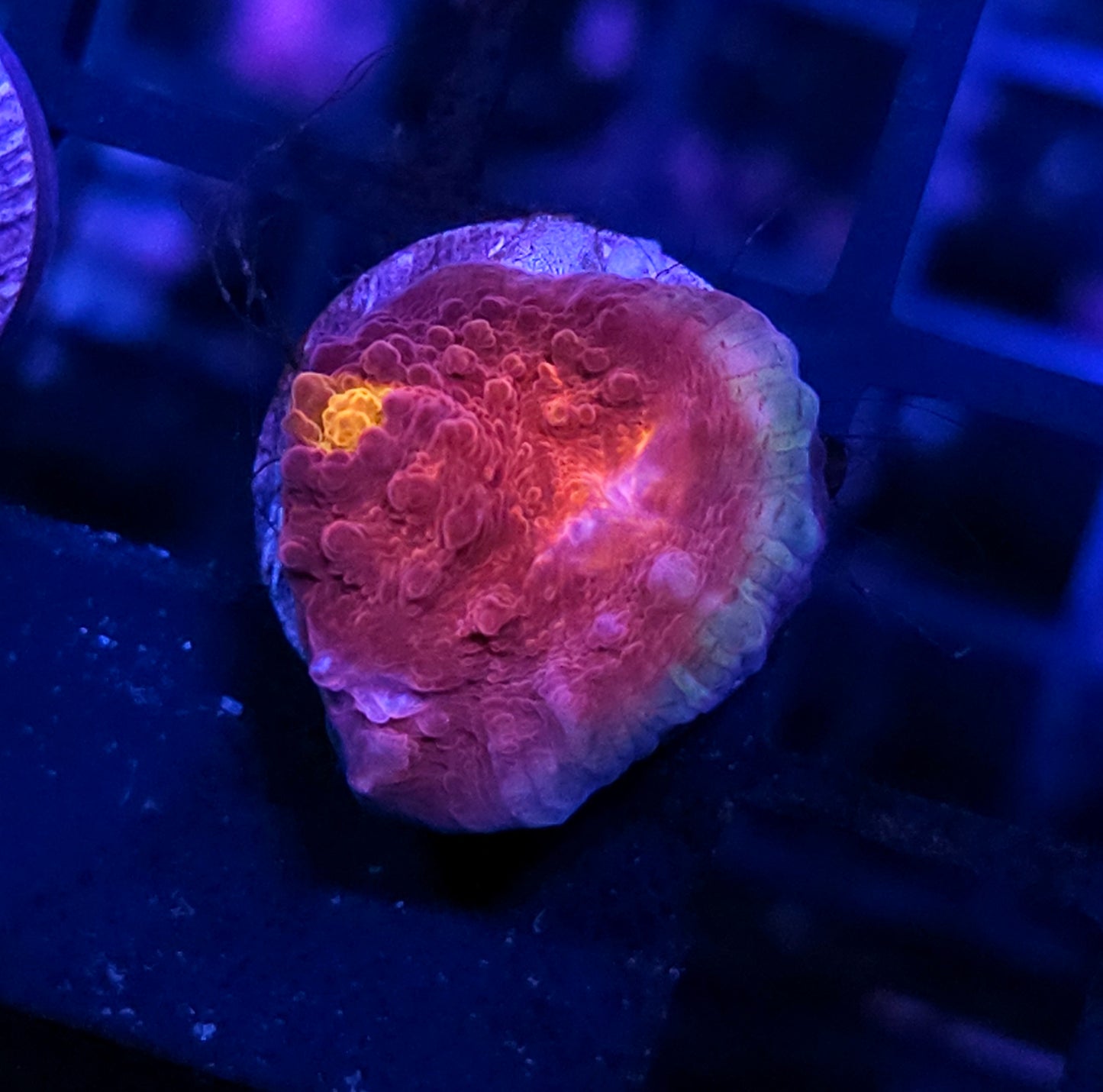 HF Wine Sipper Chalice