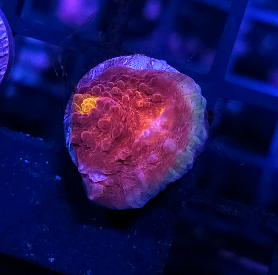 HF Wine Sipper Chalice