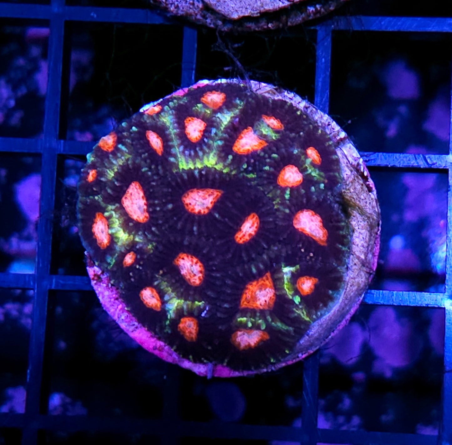 HF Demon Eye Favia Colony