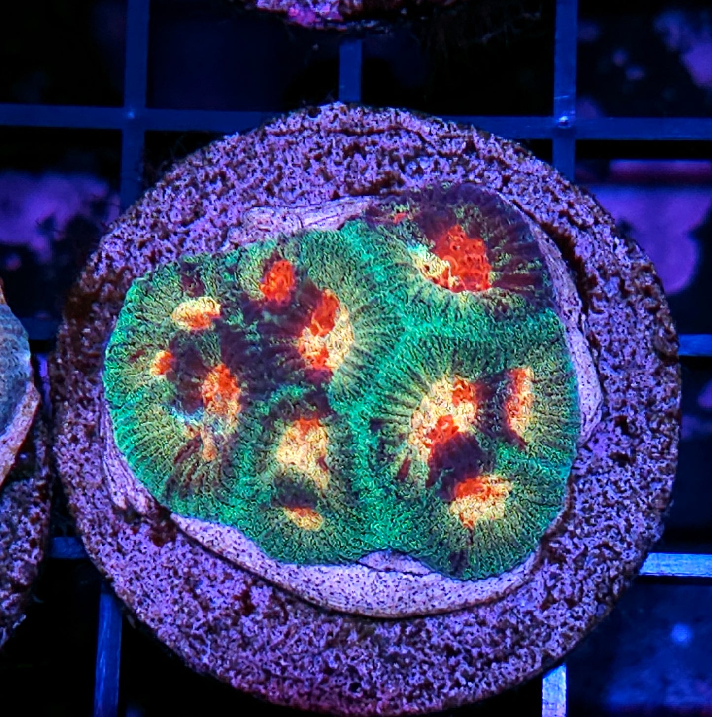 Paradise Favia Colony