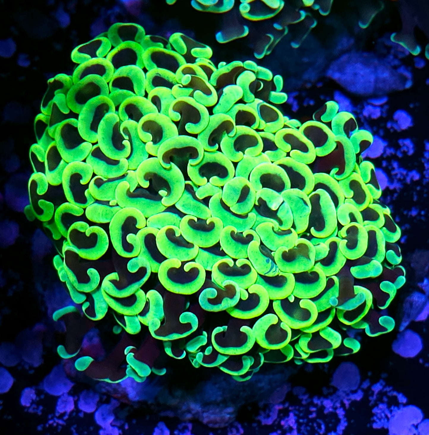 Medium Holy Grail Wall Hammer