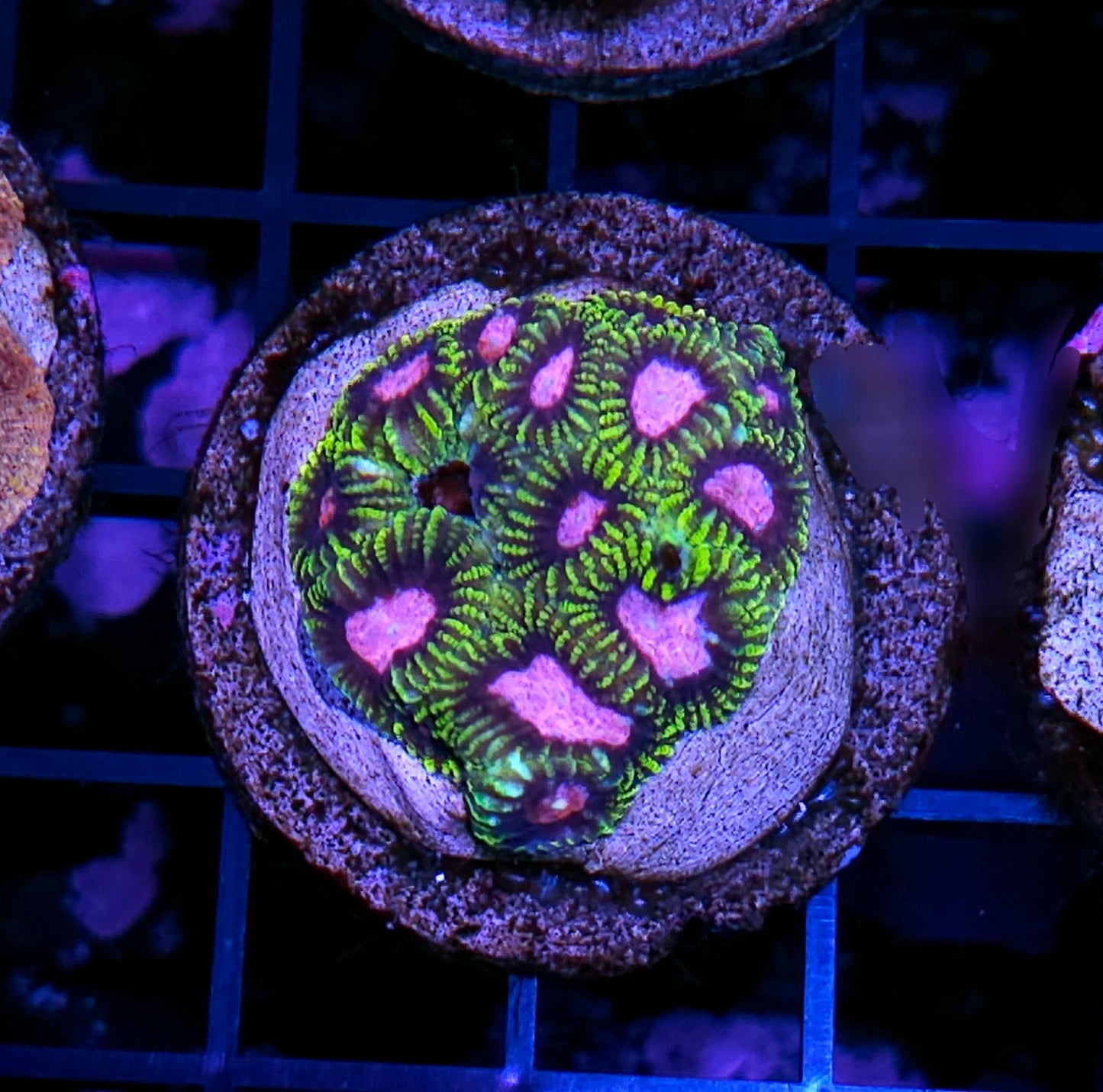 HF Beetlejuice Favia Colony