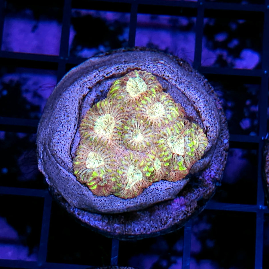 HF Raindancer Favia Colony