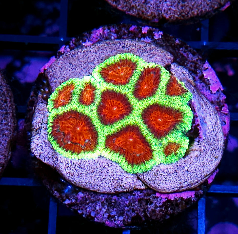 HF One Horse Open Sleigh Favia Colony