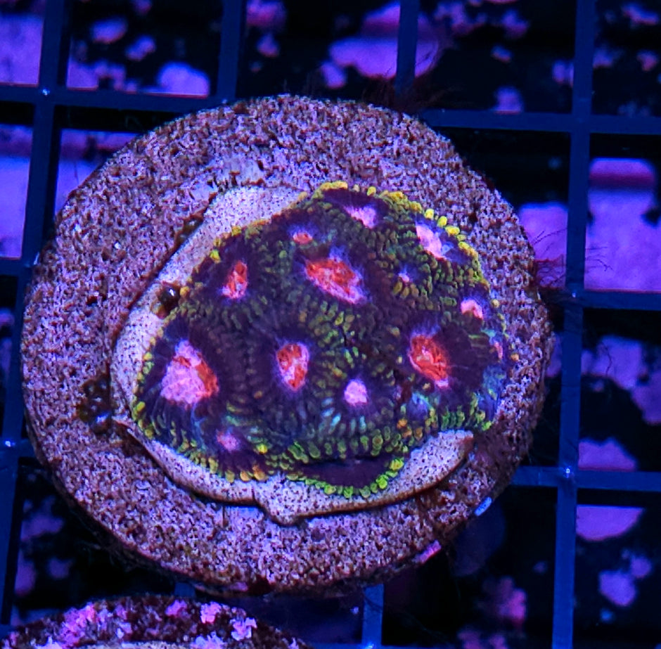 HF Voltron Favia Colony