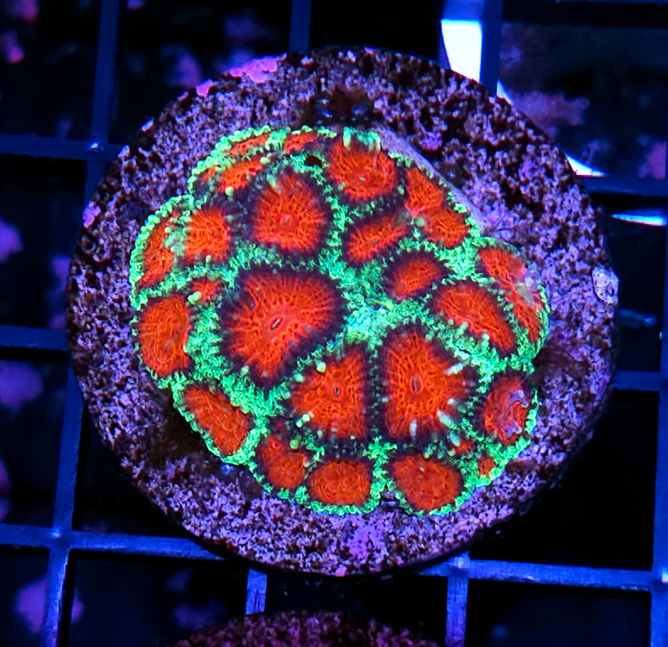 HF Christmas Favia 🎄 Colony