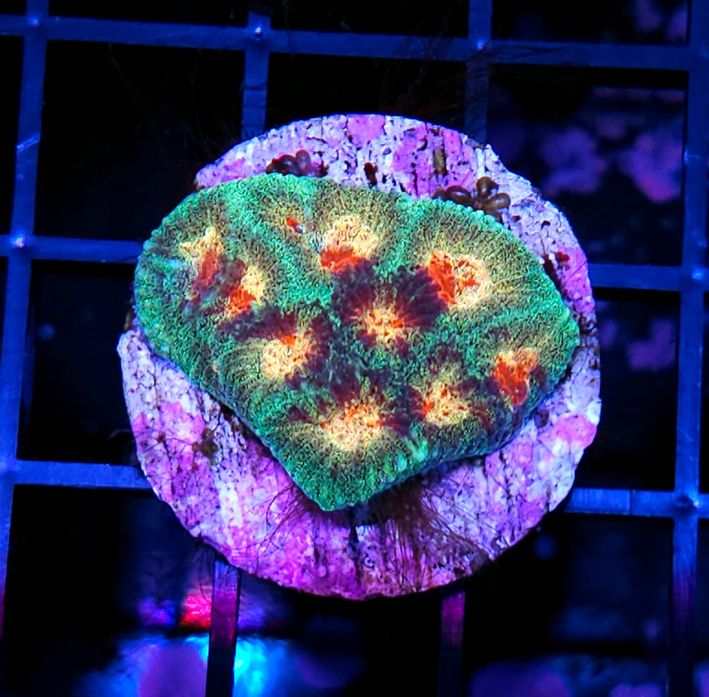 HF Splitting Neutrons Favia