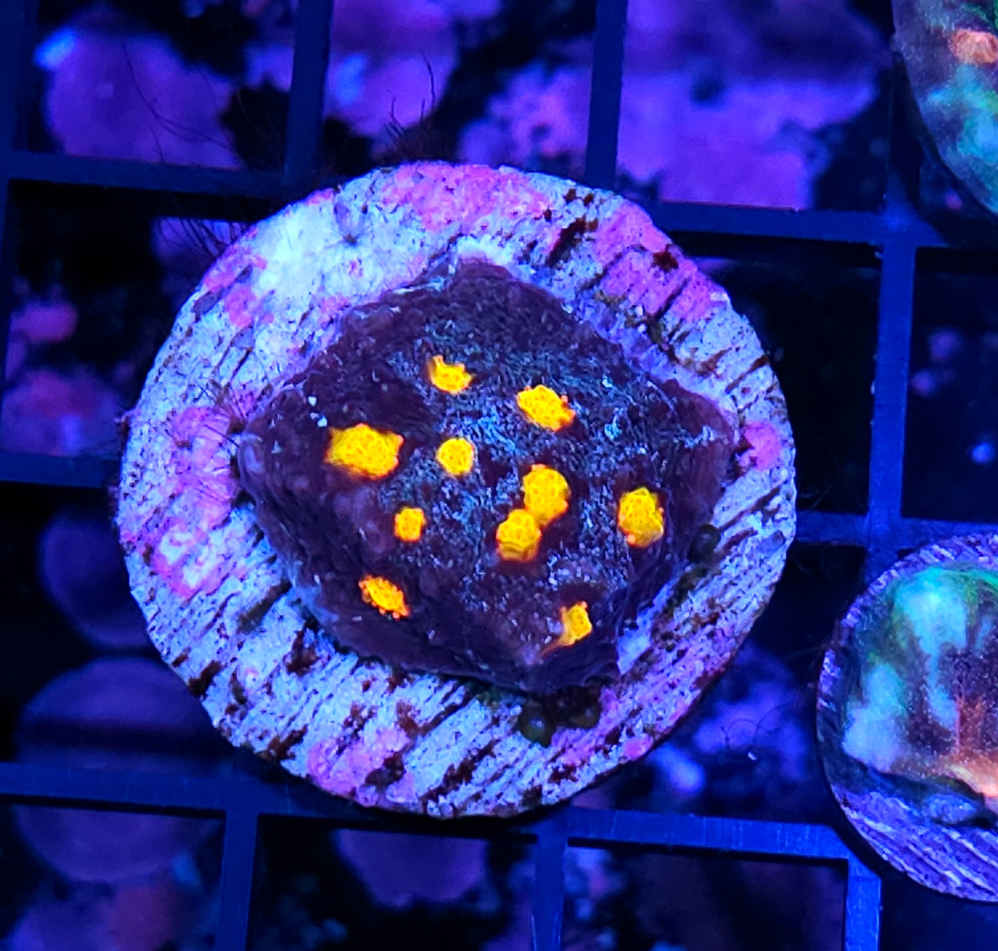 HF Outter Orbits Chalice