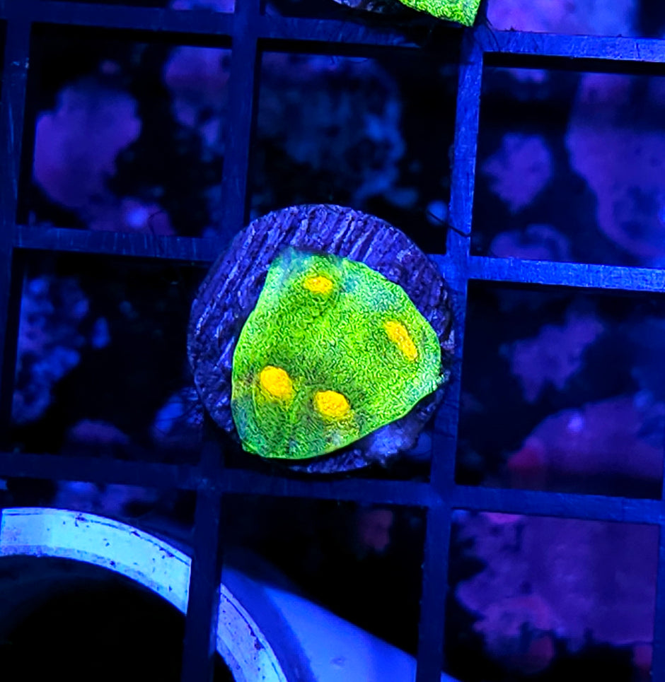 Space Invaders Chalice