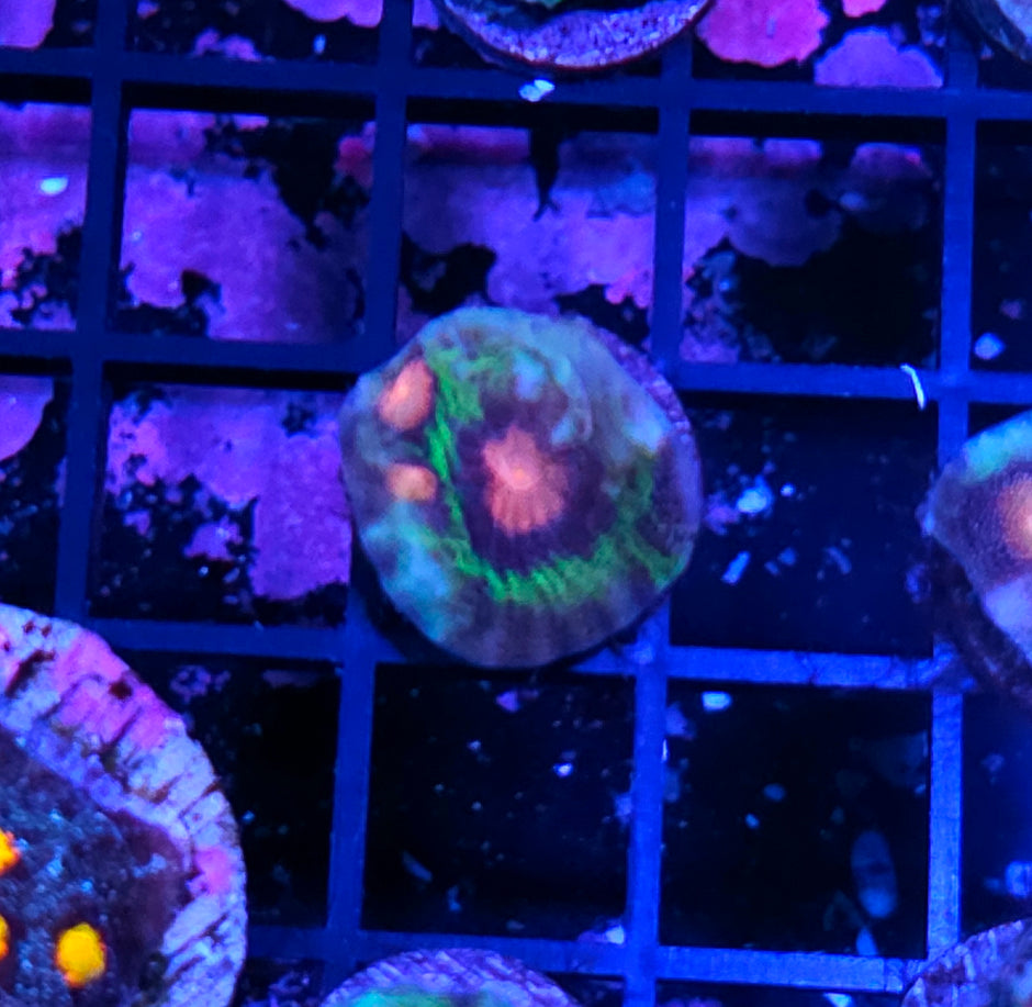 Bubble Gum Mycedium Chalice