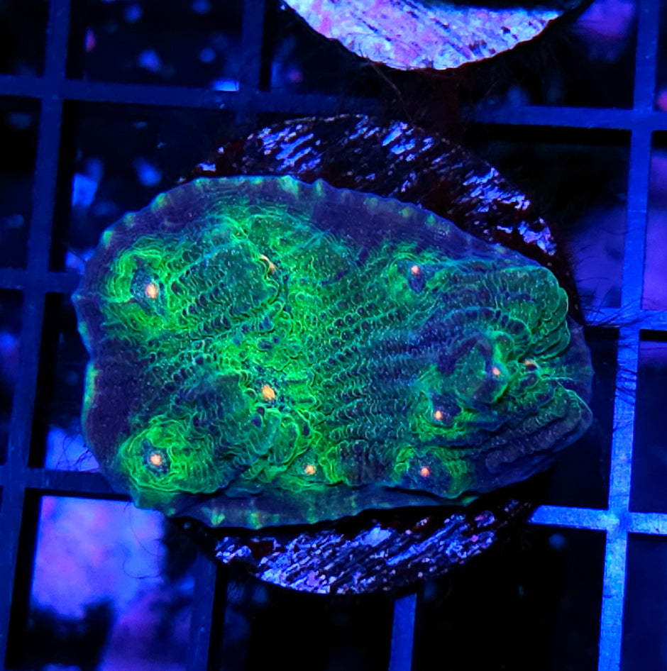 Poison Waves Chalice Colony