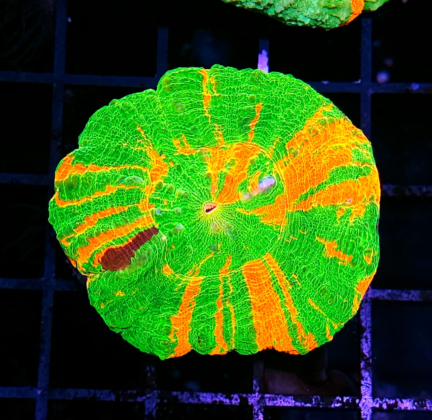 Holy Shit Bleeding Apple Scolymia