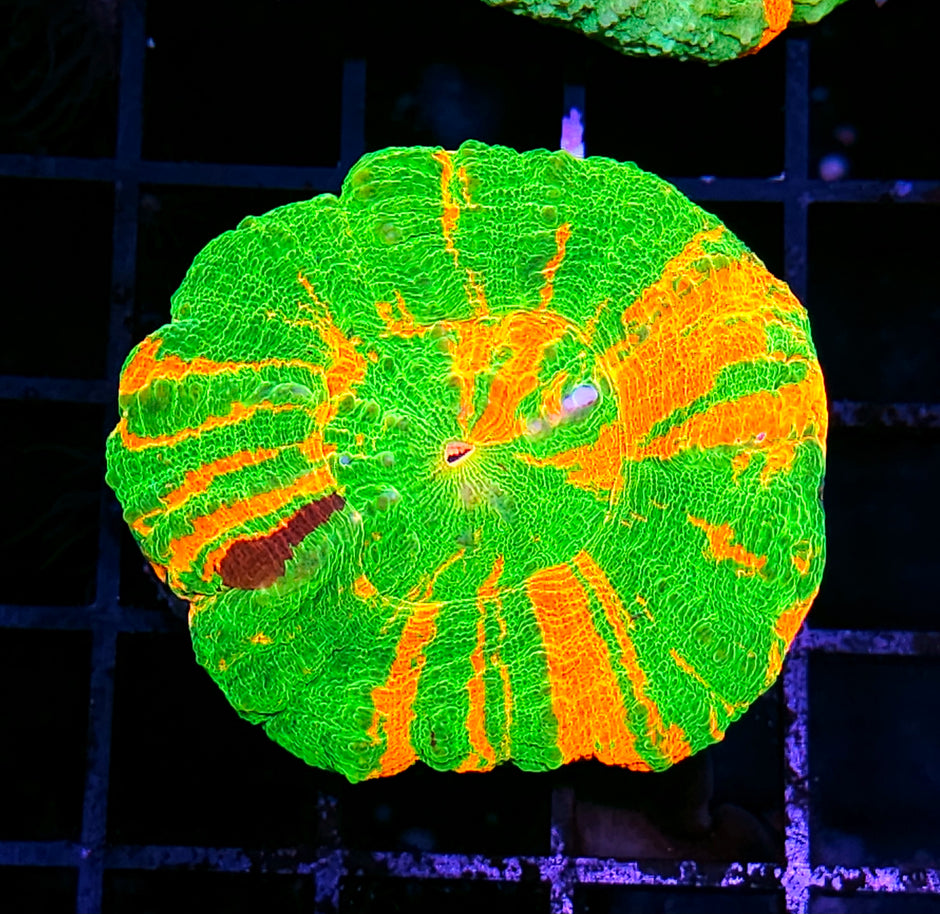 Holy Shit Bleeding Apple Scolymia