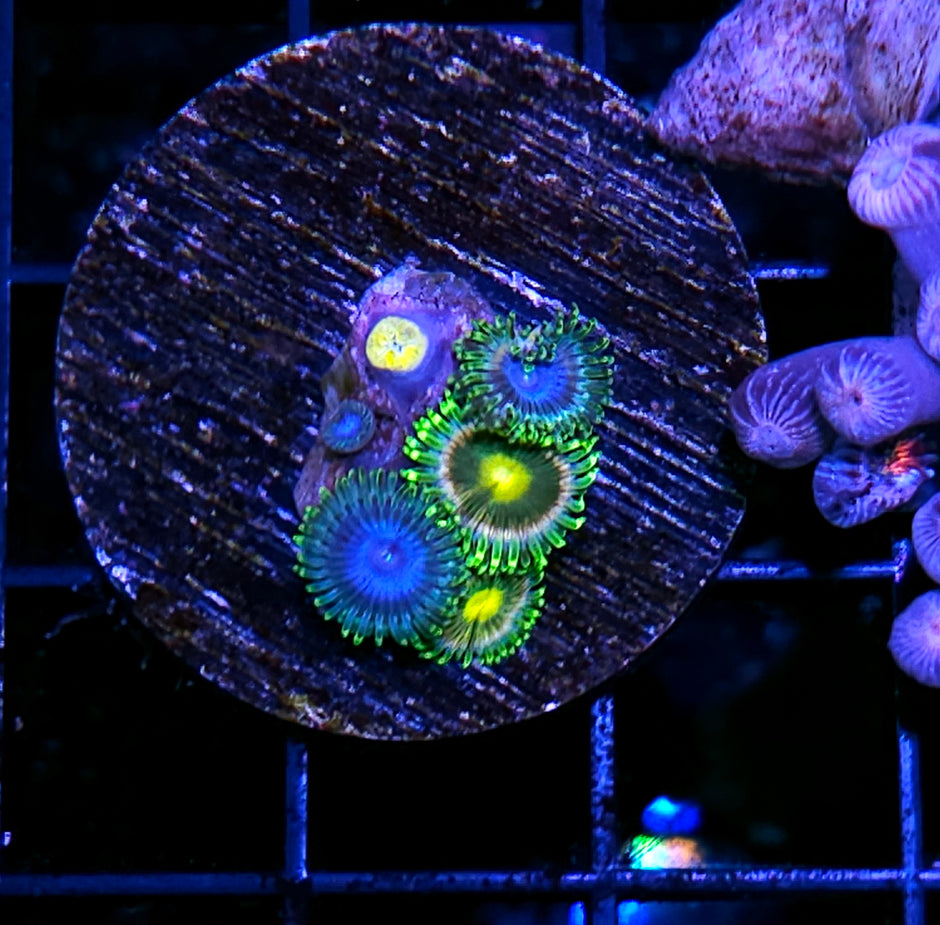 Blue Kaboom Mix Zoas