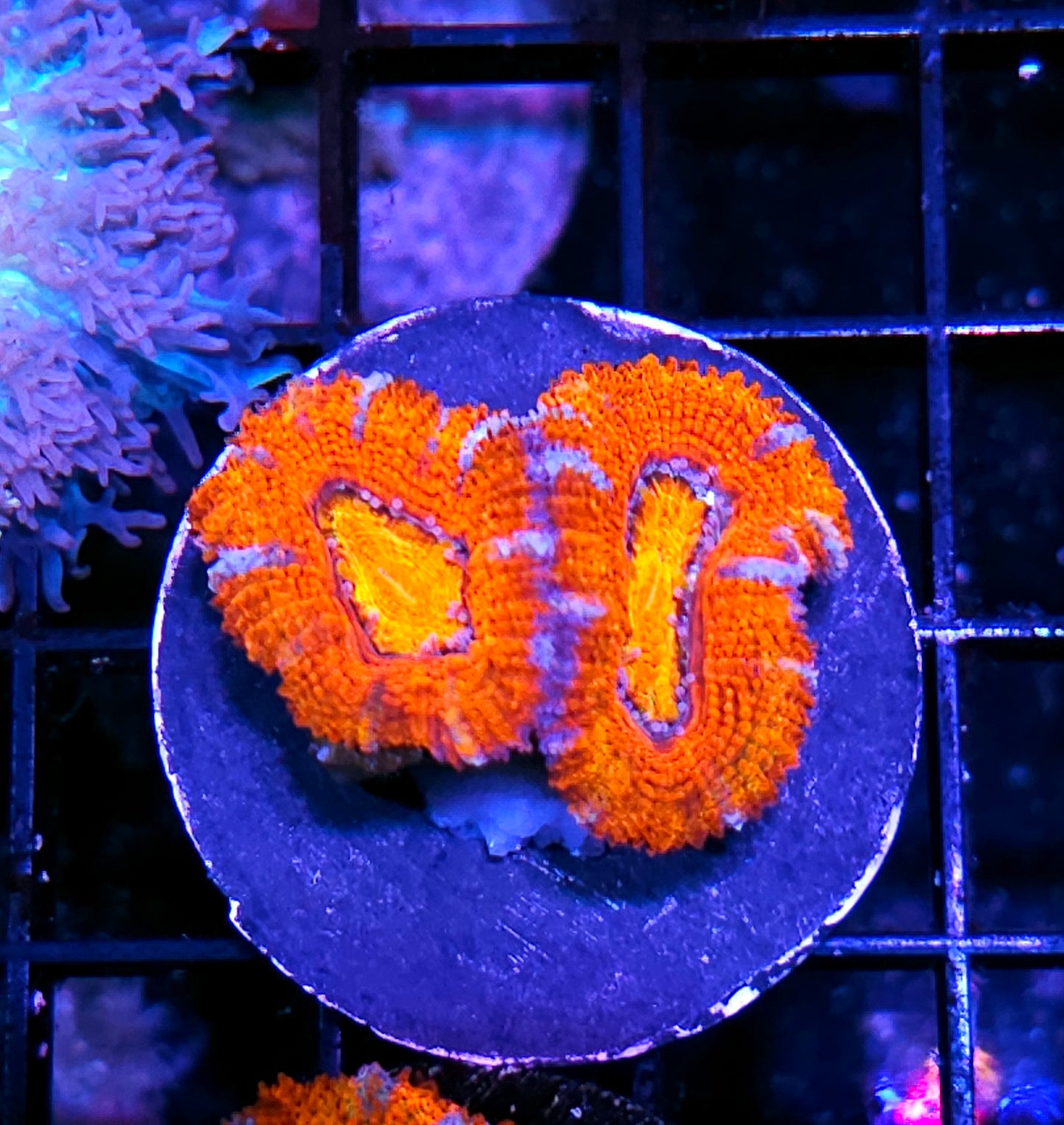Core Reactor Acan
