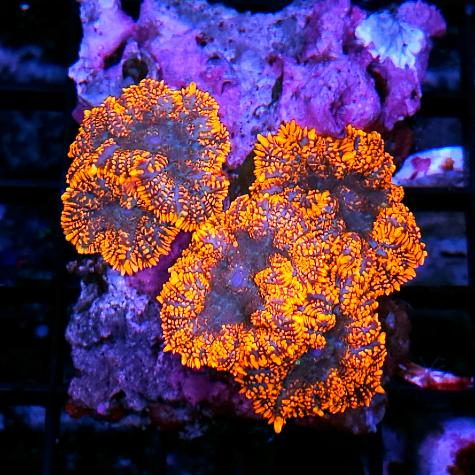 Poltergeist Mushroom Colony