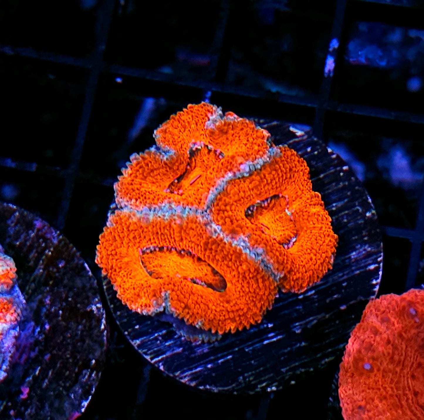 Orange Kissed Acan