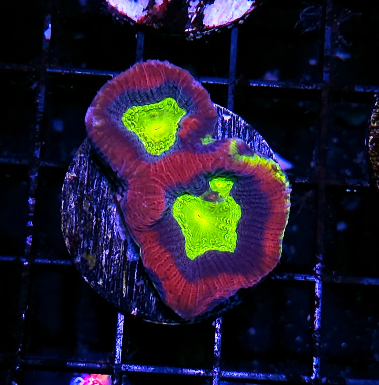 Rainbow Dragon Soul Favia