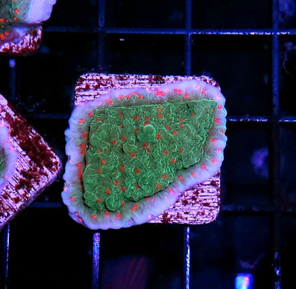 Santas Workshop 🤶  Montipora